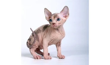 КОТИКИ, ЩО НЕ ЛИНЯЮТЬ І НЕ ПАХНУТЬ