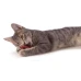 купити Petstages Catnip Plaque Away Pretzel Org Брецель з котячою м'ятою  ігрішка для кішок в Одеси