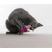 купити Petstages Dental Shrimpies 2pk Mlt Дентал Креветки з котячою м'ятою 2 шт. в Одеси